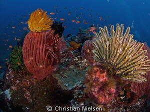 Reefscape in Komodo.
Olympus E330, 8mm Fisheye, 2 Ikelit... by Christian Nielsen 